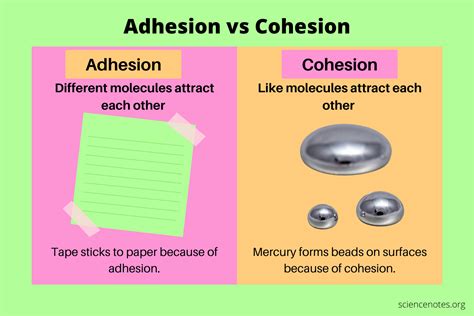 Adhesion Vs Cohesion