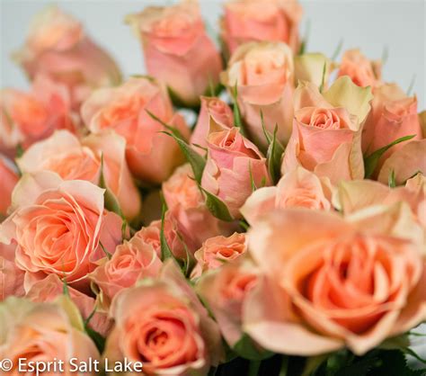 Ilse Spray Rose Peach Coral A Favorite At The Painted Daisy Floral