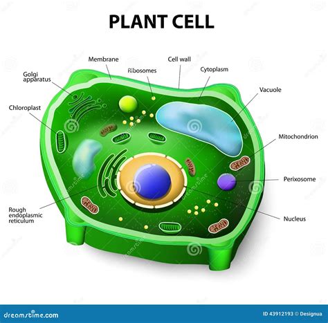 Plant Cell Anatomy Stock Vector Image 43912193