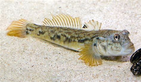 Round Goby Great Lakes Fishes Field Guide · Naturalista Mexico