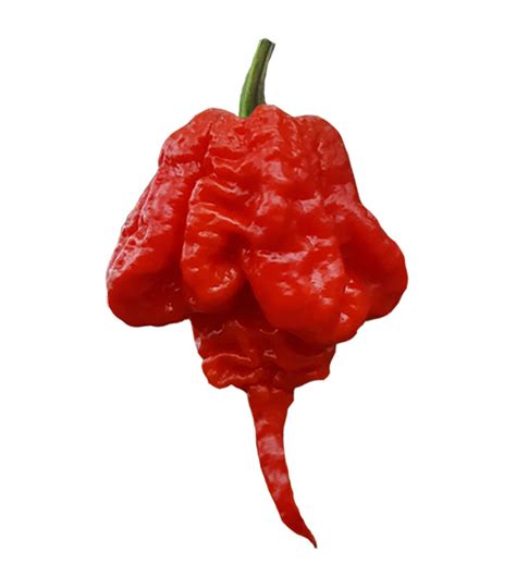 Hot Pepper Seeds In Bulk Green Chile Super Hot Peppers Bulk 100 Ct