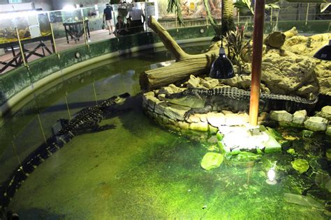 American Alligator Enclosure Reptile House Oct 2019 Zoochat