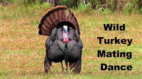 Wild Turkey Mating Ritual Dance Youtube