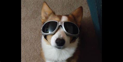 These 15 Pics Of Pups Wearing Doggles Shows Theyre Ready To Rumble