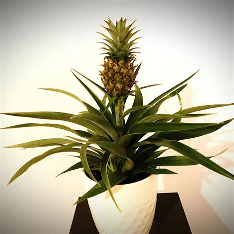 How To Grow A Pineapple—all You Need Is A Pineapple News Break