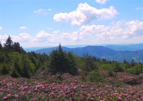 Roan Mountain Nc In June Thousands Of Rhododendrons Blue Ridge