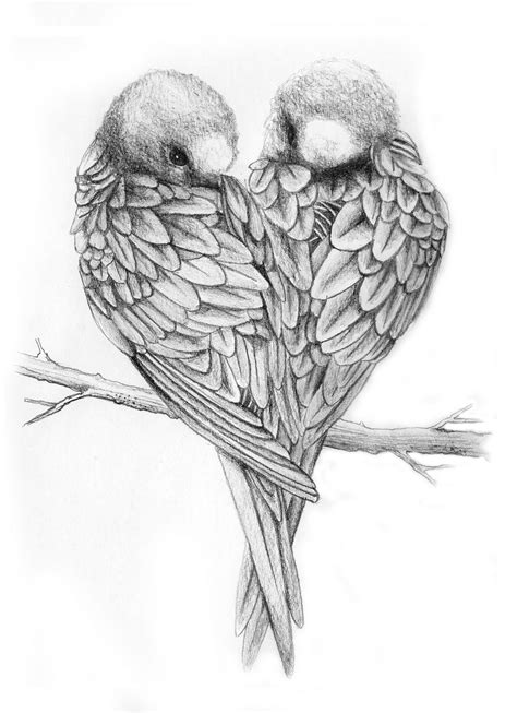 Love Birds Pencil Drawing Pictures