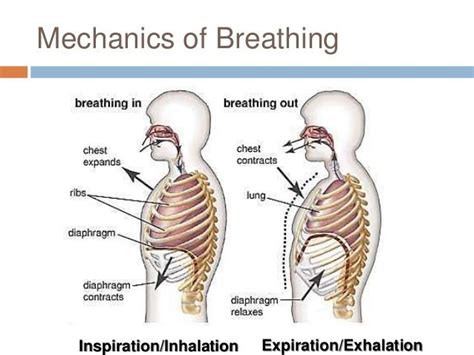 Chapter 22 Respiratory System 2 The Mechanics Of Breathing