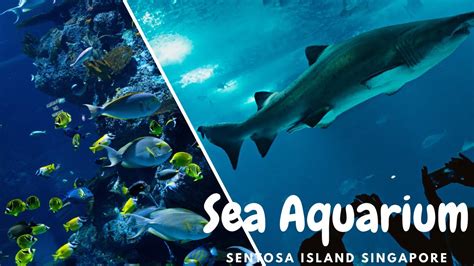 Sea Aquarium Sentosa Island Singapore Youtube
