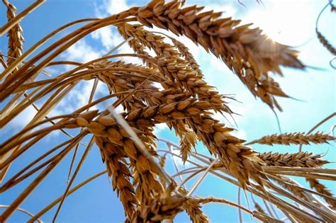 Wheat Corn Prices Surge On Ukraine Crisis Wsj