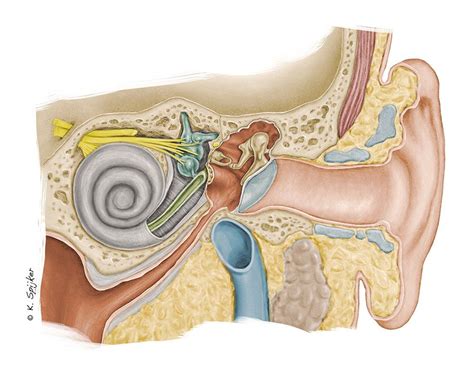 Karin Spijker Anatomy Of The Ear Spain Ear Anatomy Anatomy Medical
