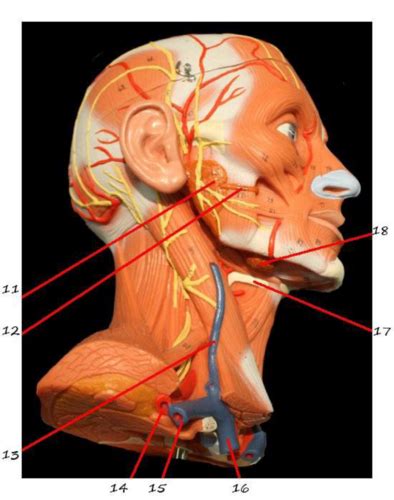 Unit 2 Head And Neck Models Muscles Model C Lab Practical Flashcards