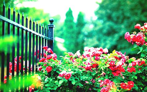 Free Download 64 Beautiful Garden Wallpapers On Wallpaperplay