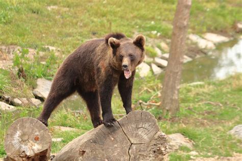 European Brown Bear July 2020 Zoochat