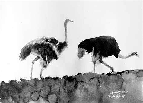 A Pair Of Ostriches In Ink John Philip