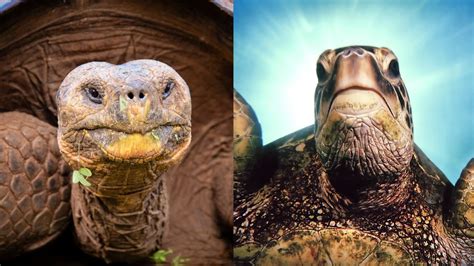 What S The Difference Between A Tortoise And A Turtle HowStuffWorks