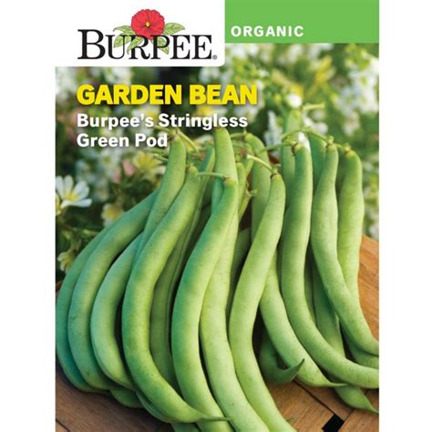 Atlee bean, bush, burpee's stringless green pod. Burpee Organic Burpee's Stringless Green Pod Garden Bean ...