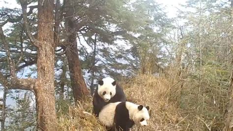 Rare Footage Of Wild Giant Pandas Mating In Sichuan Sw China Cgtn