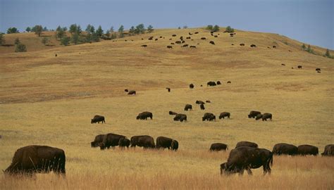 Great Plains Of North America Animals And Plants Sciencing