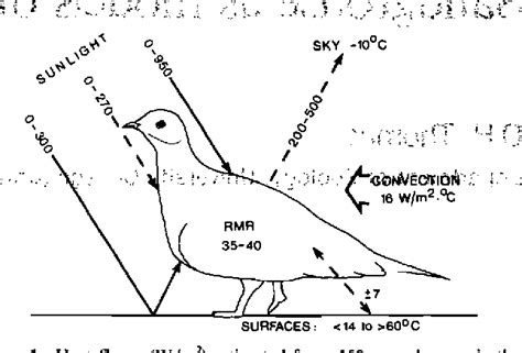 Figure 1 From Sandgrouse As Models Of Avian Adaptations To Deserts