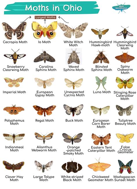 Types Of Moths In Ohio