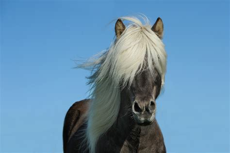 Ijslander m (plural ijslanders, diminutive ijslandertje n, feminine ijslandse). Rasbeschrijving van de IJslander - Besti Vinur