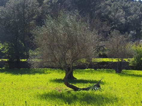 Tree Trunk Olive Planting 4k Olive Tree Trunk Agriculture Olive