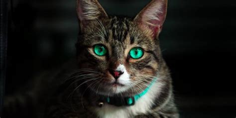 Why Do Cats Eyes Glow In The Dark The Answer Might Surprise You