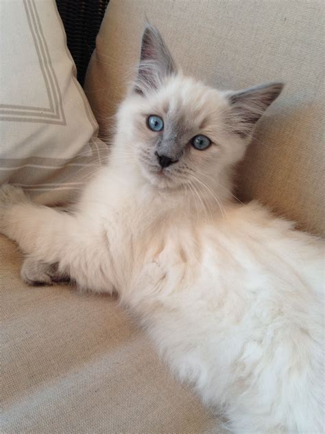 Exploring The Calm And Affectionate Blue Point Ragdoll Temperament