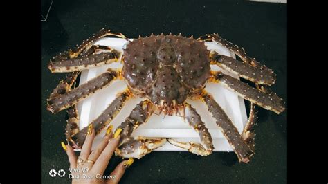 Buy alaskan king crab legs, meat & whole alaskan king crabs here. Ăn cua Alaska King Crab khủng 3,4kg - YouTube