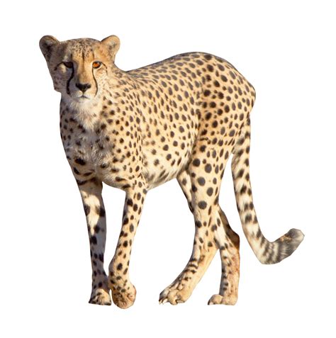 Transparent Transparent Background Transparent Cheetah Print Png | Free PNG and Transparent Images