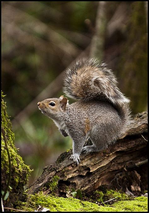 17 Best Images About Oh Look A Squirrel On Pinterest