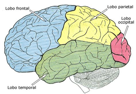 Lóbulos Cerebrales Cerebro Humano Definiciones Y Conceptos