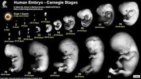 Fetal Development Timeline Timetoast Timelines