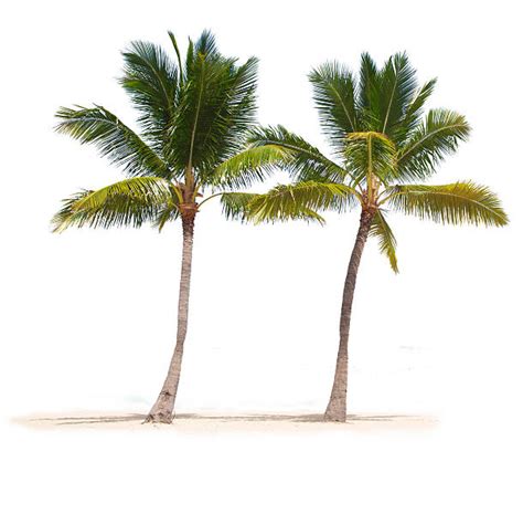 Palm Tree White Background Stock Photos Pictures And Royalty Free Images