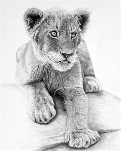 Drawings Of Lion Cubs
