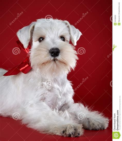 The white miniature schnauzer or special part schnauzers may be more expensive. White Miniature Schnauzer Puppy Stock Image - Image of ...