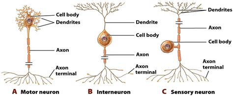 Sensory Motor Functions And Neurons Earth S Lab