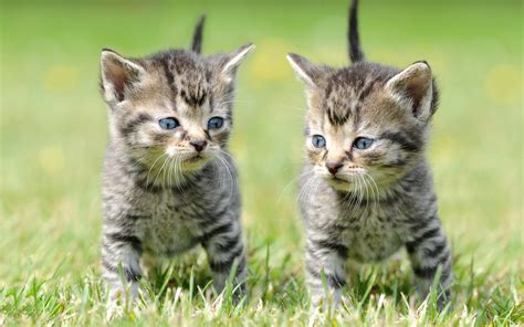 Wallpaper Two Kittens Grass Cute Pet 3840x2160 Uhd 4k Picture Image