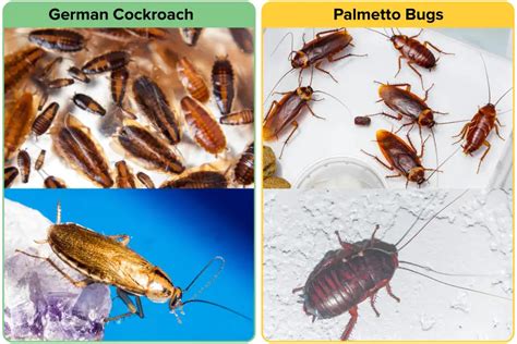 German Roach Vs American Roach Which ONE To FEAR APB