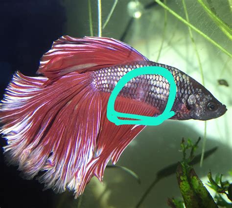 What Is The White Spot On This Betta Rbettafish
