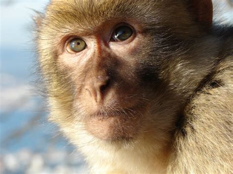 Animais Primatas Macaco De Gibraltar