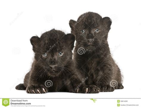 Two Black Leopard Cubs Lying Down 3 Weeks Old Stock Photos Image
