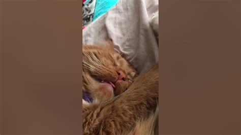 My Twitchy Cat 🐱 💤 Youtube