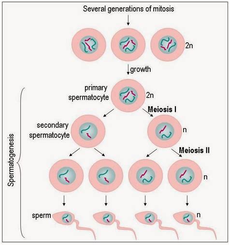 Spermatogenesis Diagram