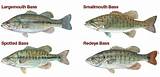 Images of Bass Lake Fish Species