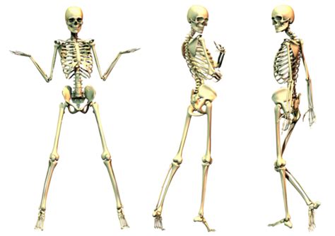 Unit 2 The Skeletal System Mrs Petrins Physical Health And