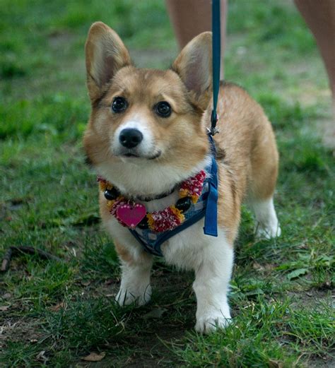Directory of oregon dog breeders with puppies for sale or dogs for adoption. Photos: 10th Corgi Walk in the Pearl supporting Oregon ...