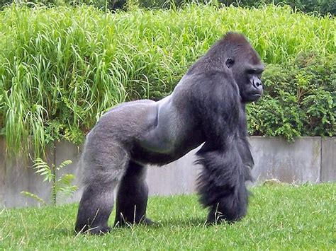 De Perfil Que Lindo Gorilla Silverback Gorilla Animals Wild