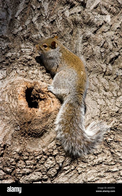 American Grey Squirrel With Nest In Tree In Central Park Manhattan New